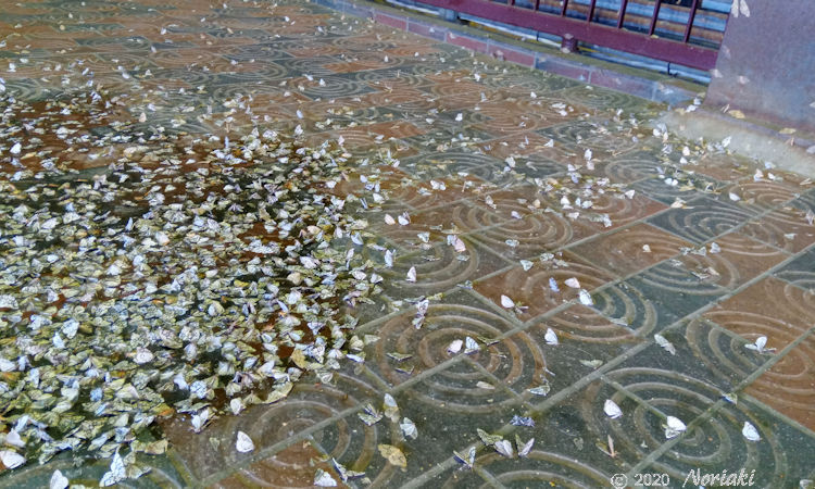 蛾の大量発生　に伴い床の上に落ち葉と思えるほどの蛾がいた画像