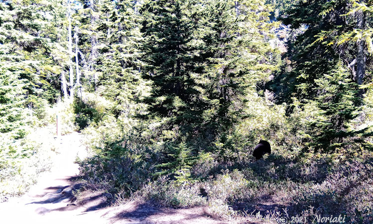 Eagle Bluff イーグルブラフに行く途中のトレイルでクマがいる画像 1