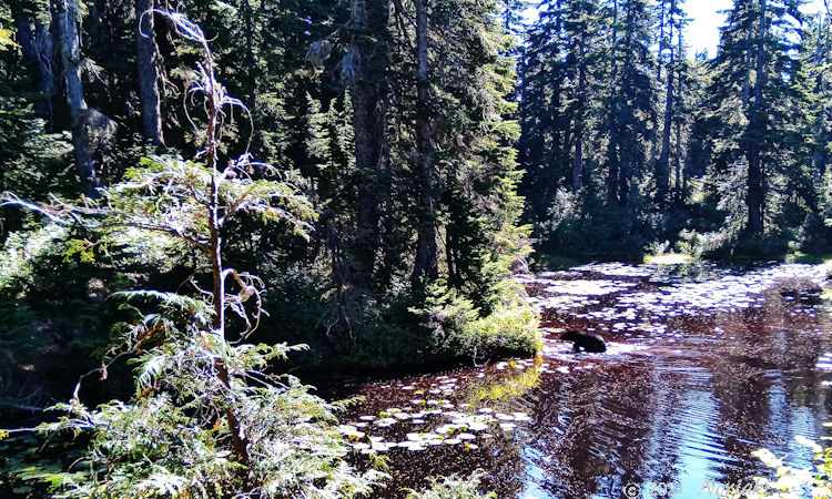 Eagle Bluff イーグルブラフに行く途中のトレイルでクマがいる画像 2