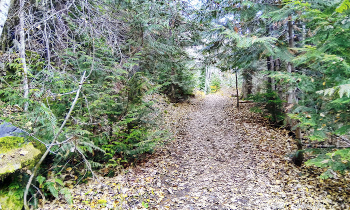 秋に駐車場近くの落ち葉で覆われたトレイル