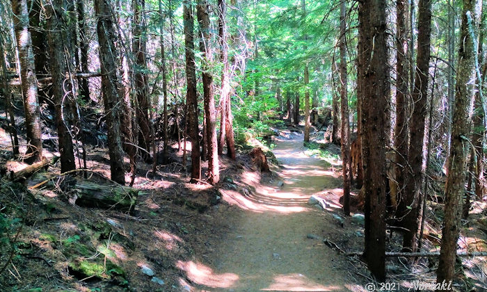 夏の広葉樹から針葉樹になったトレイル