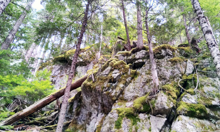 岩とコケと木の景色 1