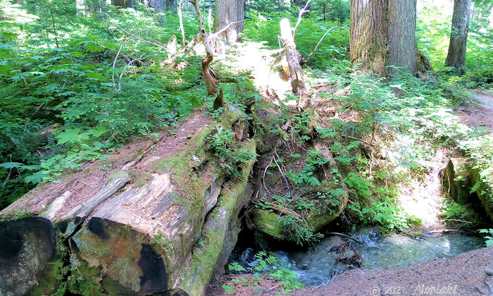 ナースログが新しい木の生命を育んでいる景色