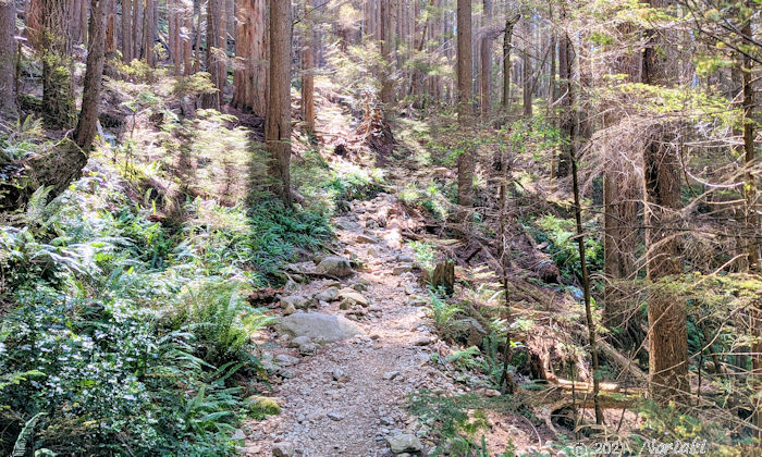リーンピークルート　野球ボール大の石が多いトレイルの景色