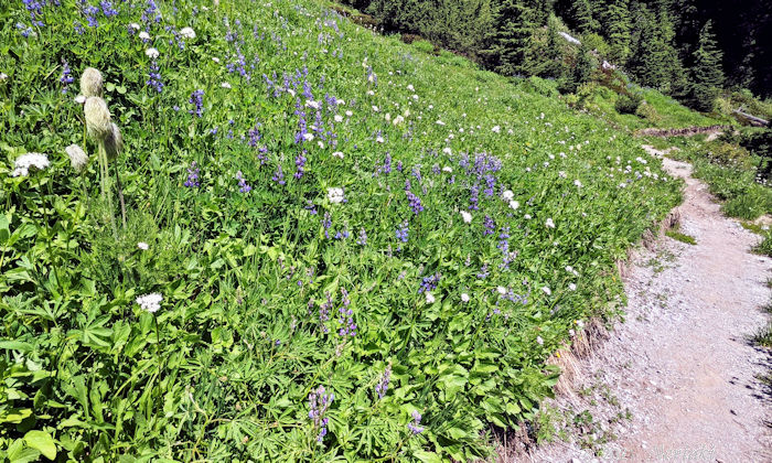 アネモネ、ルピナス、かのこ草が見え前方に一瞬で通り過ぎる森