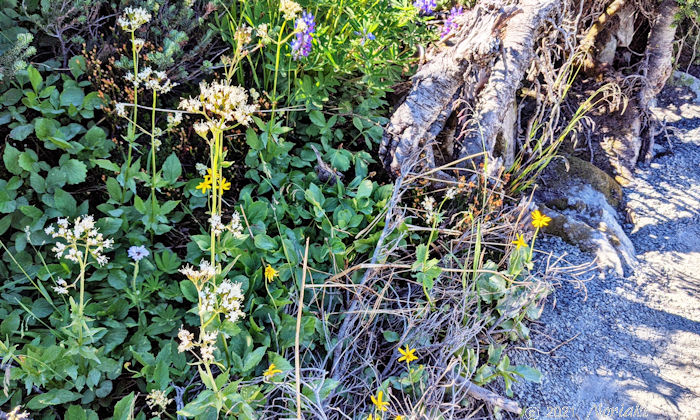 フィッツ展望台少し手前の高山植物
