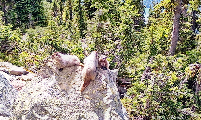 岩の上に3匹のマーモット