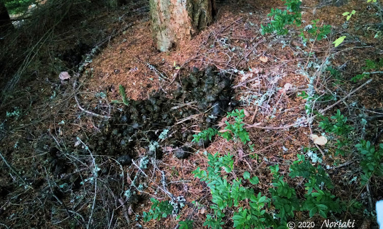 数日滞在していると思われるクマの糞