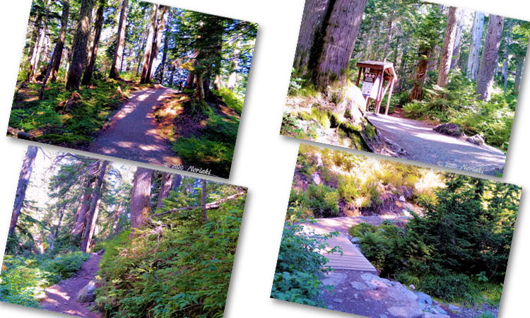 森林トレイルの整備されたトレイルの様子