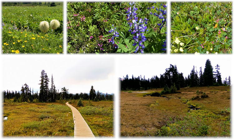 Meadow と高山植物の花